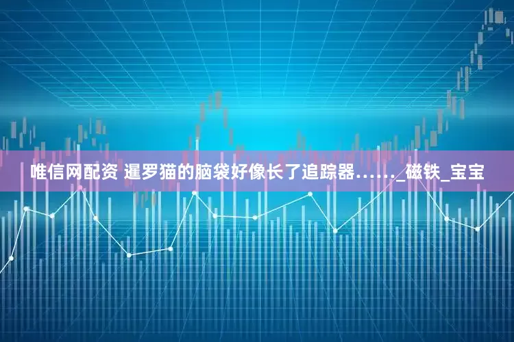 唯信网配资 暹罗猫的脑袋好像长了追踪器……_磁铁_宝宝